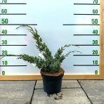 Borievka čínska (Juniperus chinensis) ´BLUE ALPS´ - výška 30-50 cm, kont. C3L